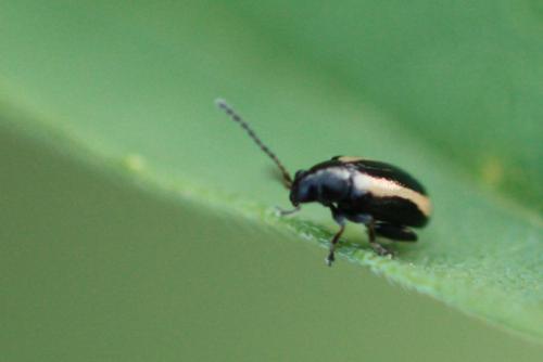 Réf. 113 669 : Phyllotreta sp.