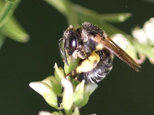 Réf. 113 145 : Nomiapis sp.