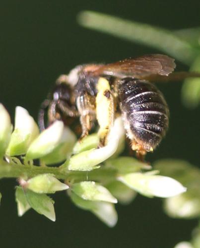Réf. 113 148 : Nomiapis sp.