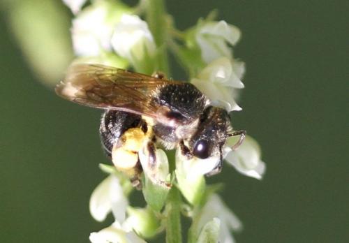 Réf. 113 146 : Nomiapis sp.