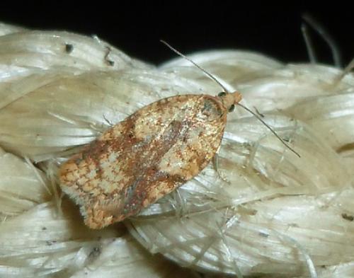 Réf. 113 582 : Acleris sp.