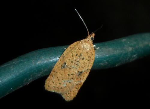 Réf. 113 584 : Acleris sp.