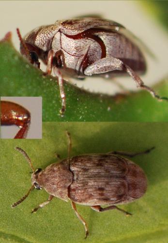 Bruchidius terrenus