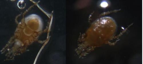 Macrocheles sp.