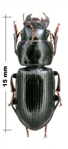 Acinopus laevigatus