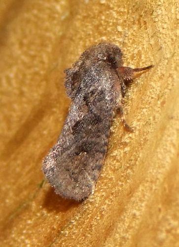 Réf. 113 962 : Acrolophus plumifrontalis