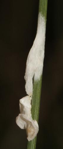 Réf. 113 638 : Agroeca sp.