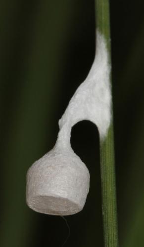 Agroeca sp.