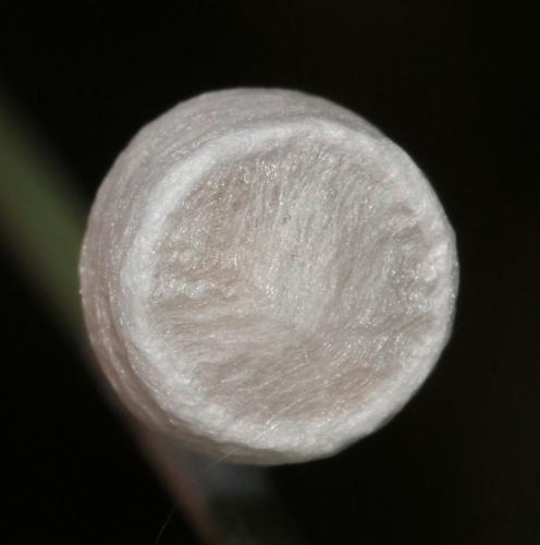 Réf. 113 636 : Agroeca sp.
