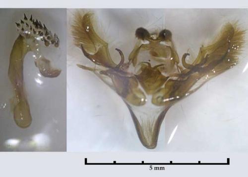 Allophyes alfaroi