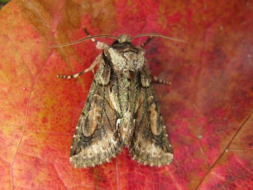 Allophyes corsica