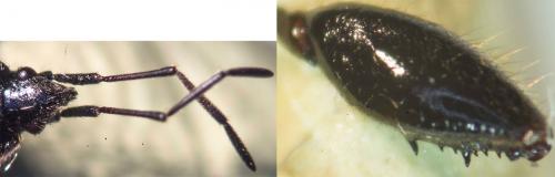 Eremocoris plebejus