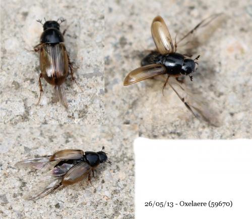 Melinopterus sp.