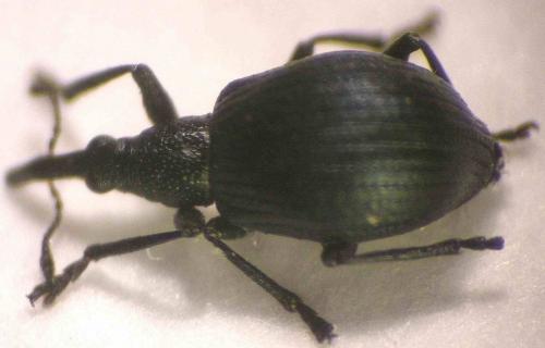 Réf. 113 302 : Eutrichapion punctiger