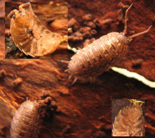 Porcellio monticola
