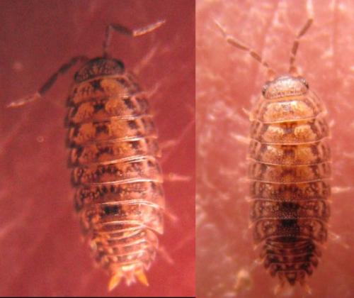 Porcellio monticola