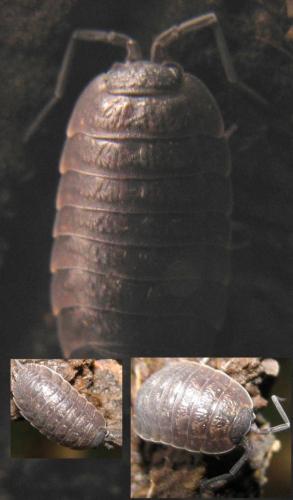 Porcellio monticola