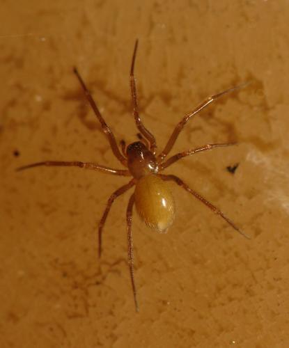 Lessertia dentichelis