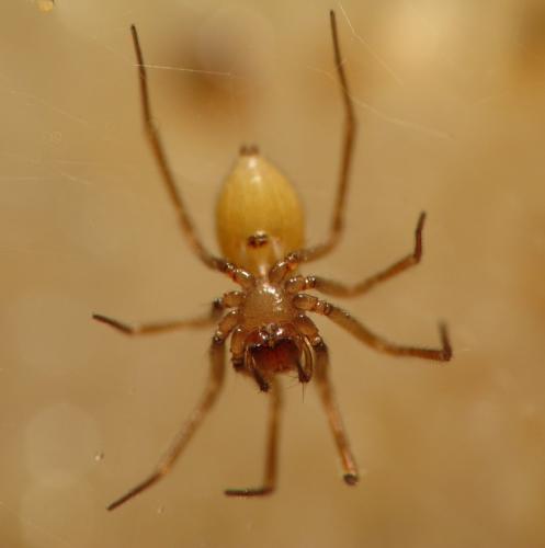 Lessertia dentichelis