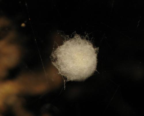 Lessertia dentichelis