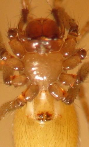 Lessertia dentichelis