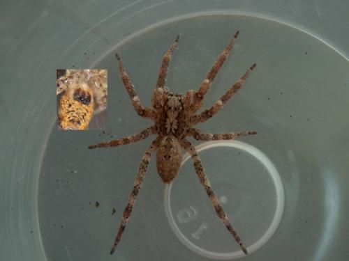 Zoropsis spinimana