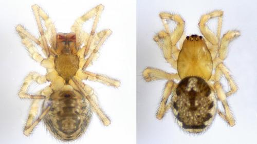 Réf. 113 105 : Enoplognatha mandibularis