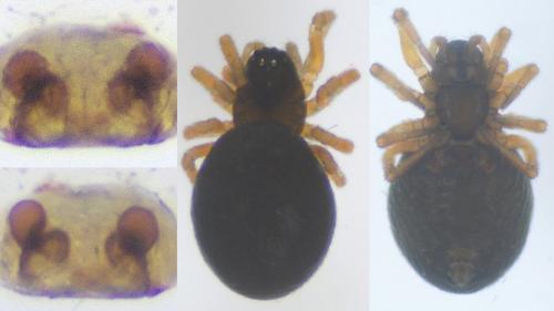 Parapelecopsis nemoralioides