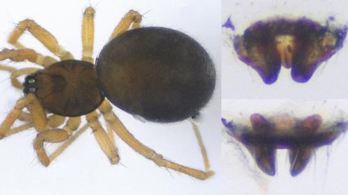 Mermessus trilobatus