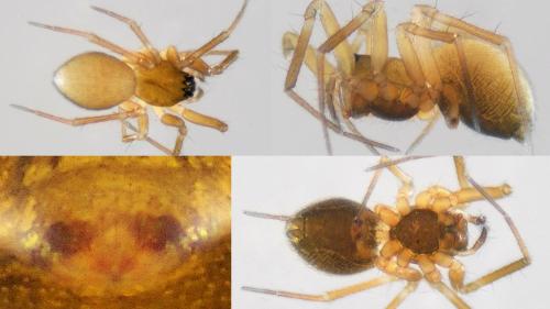 Réf. 113 688 : Agyneta mollis
