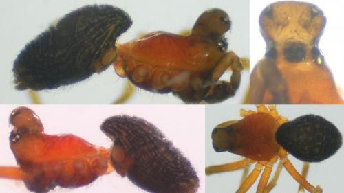 Réf. 113 172 : Trichopterna cucurbitina