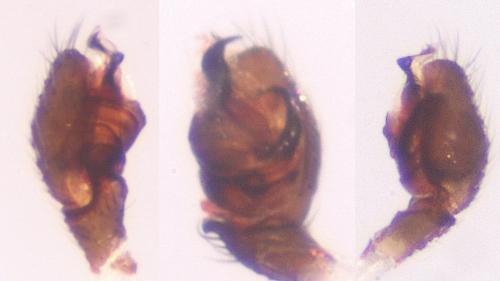 Trichopterna cucurbitina