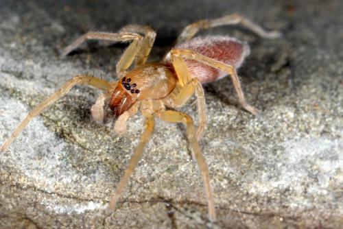 Réf. 113 988 : Clubiona sp.