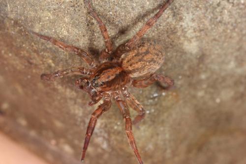 Trochosa sp.