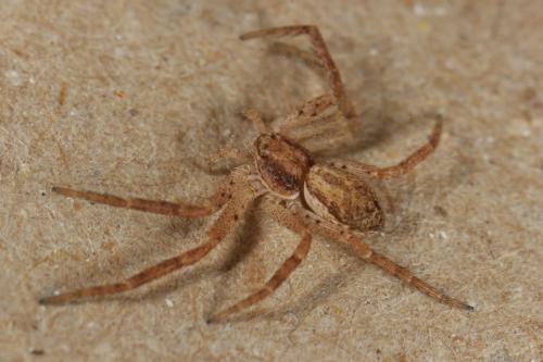 Philodromus dispar
