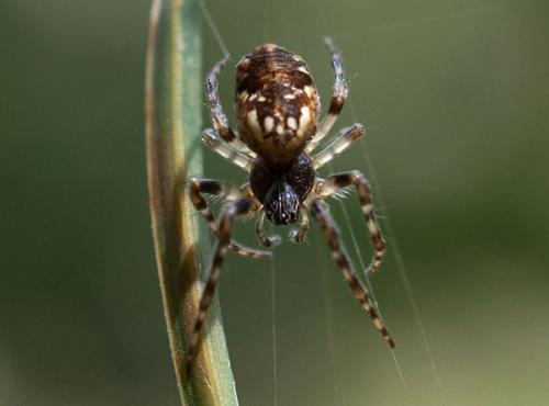 Cyclosa sp.