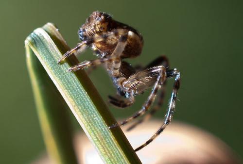 Cyclosa sp.