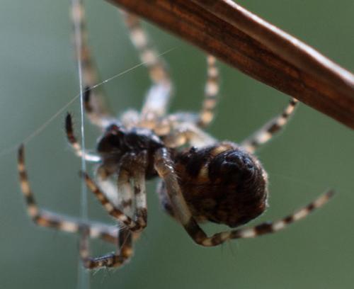 Cyclosa sp.