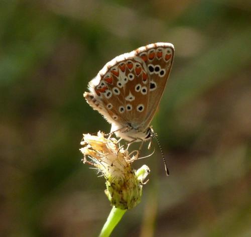 Aricia cramera