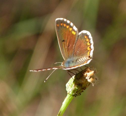 Aricia cramera