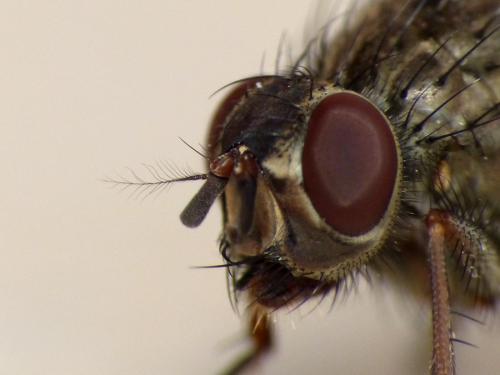 Phaonia tuguriorum