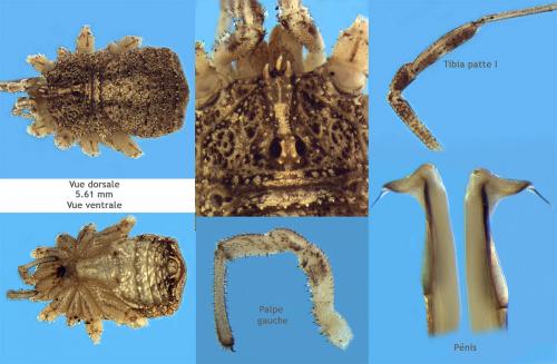Odiellus spinosus