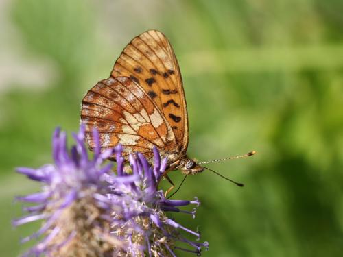 Boloria thore