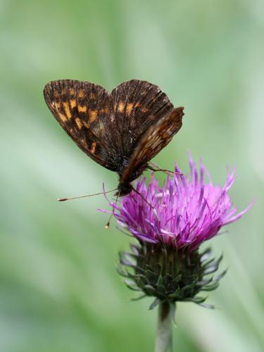 Réf. 113 629 : Boloria thore