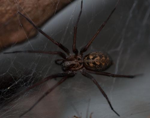 Tegenaria sp.