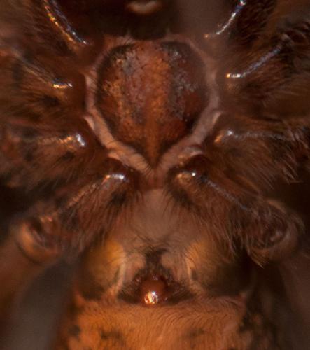 Tegenaria sp.