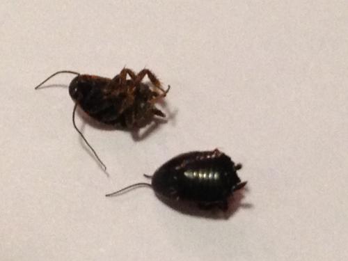 Loboptera sp.