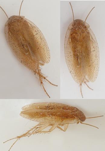 Réf. 113 333 : Ectobius pallidus
