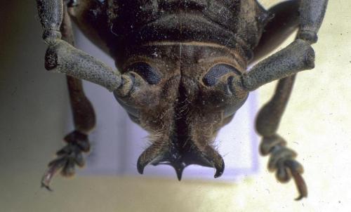 Réf. 113 101 : Prosopocera gassneri