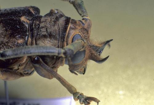 Prosopocera gassneri